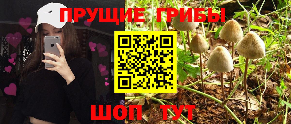 Тихорецк  где купить   Вход с VPN  Галлюциногенные грибы мухоморы 